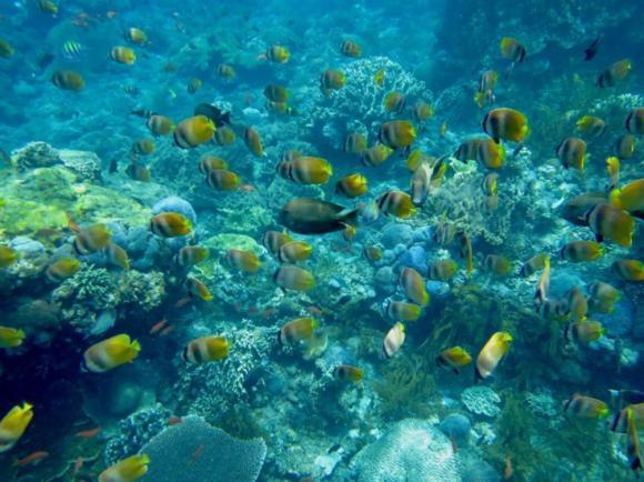 Balibal Bungalow Toyapakeh المظهر الخارجي الصورة